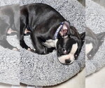 Small #1 Boston Terrier