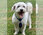 Small #5 Maltipoo