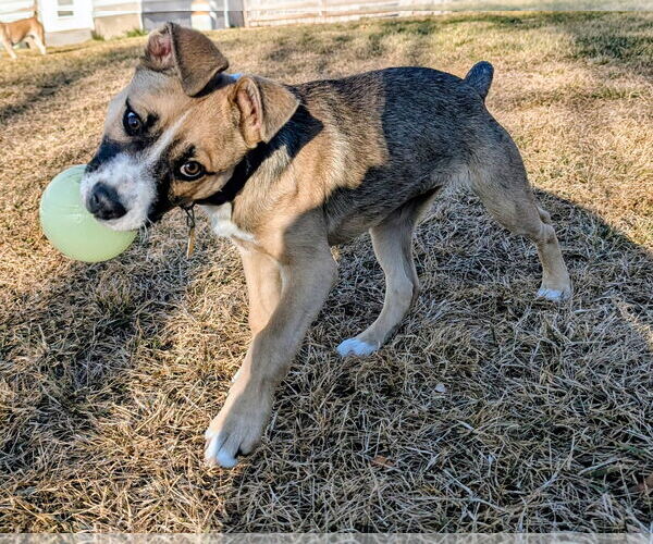 Medium Photo #2 Mutt Puppy For Sale in Sandy, UT, USA