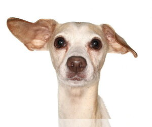 Chihuahua Dogs for adoption in Oakland Park, FL, USA