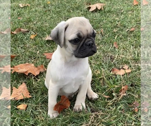 Pug Puppy for sale in NILES, MI, USA