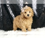 Small Photo #4 Poodle (Toy) Puppy For Sale in WARSAW, IN, USA
