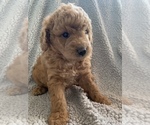 Small Photo #2 Goldendoodle-Poodle (Miniature) Mix Puppy For Sale in MIDLOTHIAN, TX, USA