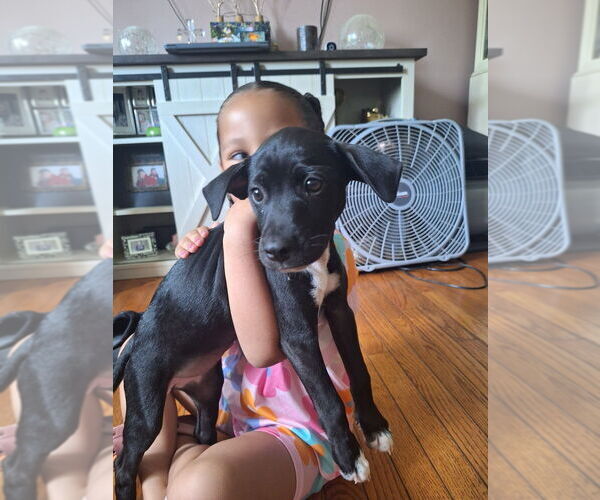 Medium Photo #3 Labbe Puppy For Sale in Brewster, NY, USA