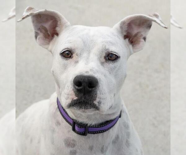 Medium Photo #11 Boxer-Unknown Mix Puppy For Sale in San Diego, CA, USA