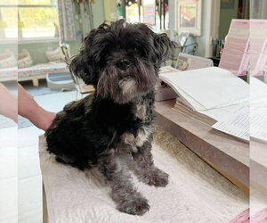 Shih Tzu Dogs for adoption in Benton, LA, USA