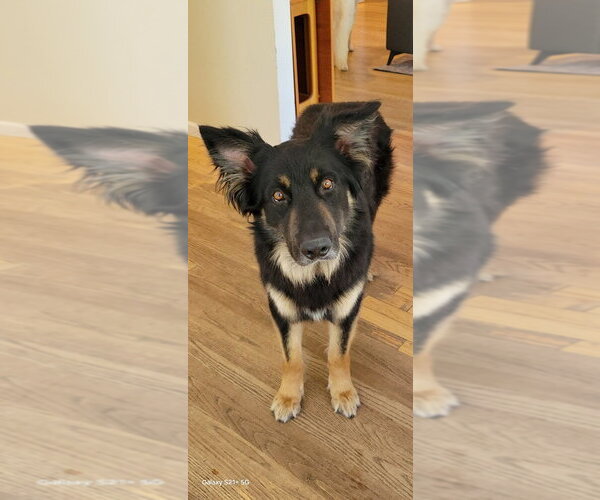 Medium Photo #1 German Shepherd Dog Puppy For Sale in Modesto, CA, USA