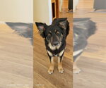Small German Shepherd Dog