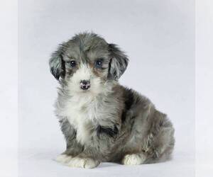 Poodle (Miniature)-Sheepadoodle Mix Puppy for sale in HOLMESVILLE, OH, USA