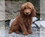Small Photo #1 Goldendoodle Puppy For Sale in FREDERICKSBURG, OH, USA