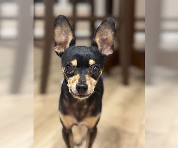 Medium Photo #3 Chipin Puppy For Sale in oakland, FL, USA