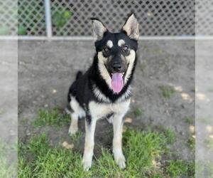 German Shepherd Dog Dogs for adoption in Modesto, CA, USA