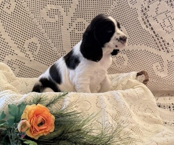 Medium Photo #2 English Springer Spaniel Puppy For Sale in OWEN, WI, USA