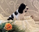 Small #1 English Springer Spaniel
