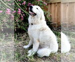 Small #8 Great Pyrenees