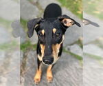 Small #5 Miniature Pinscher Mix