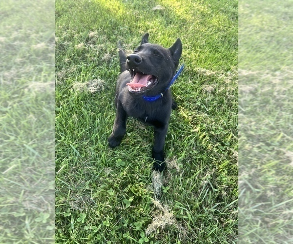 Medium Photo #7 Belgian Malinois Puppy For Sale in ROCHESTER, NY, USA