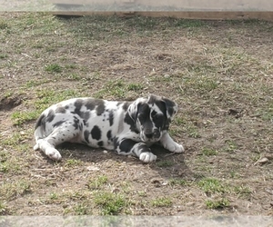 Great Dane Puppy for sale in CADILLAC, MI, USA