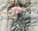 Small #2 Goldendoodle