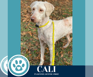 Poodle (Standard) Dogs for adoption in Kimberton, PA, USA