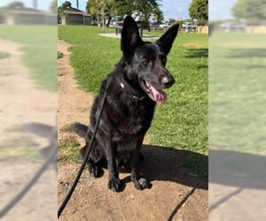German Shepherd Dog Dogs for adoption in Santa Barbara, CA, USA