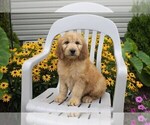 Small Photo #6 Goldendoodle Puppy For Sale in SEBRING, OH, USA