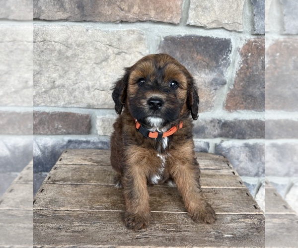 Medium Photo #4 Whoodle (Miniature) Puppy For Sale in MIDDLEBURY, IN, USA