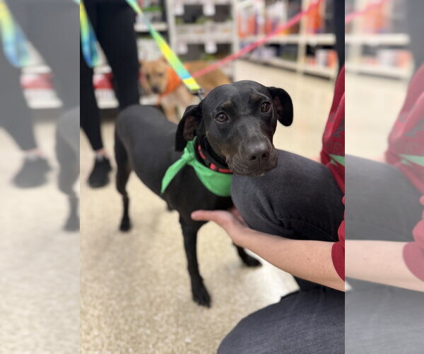 Medium Photo #13 American Foxhound-Unknown Mix Puppy For Sale in Brewster, NY, USA