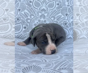 Great Dane Puppy for sale in MARSHVILLE, NC, USA