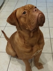 Mother of the Dogue de Bordeaux puppies born on 05/12/2016