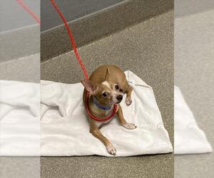 Chihuahua-Unknown Mix Dogs for adoption in Las Vegas, NV, USA