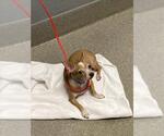 Small Chihuahua Mix