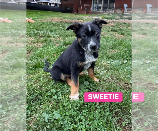 Medium Photo #2 Mutt Puppy For Sale in Springdale, PA, USA