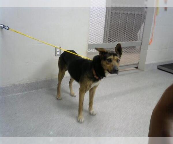 Medium Photo #1 German Shepherd Dog-Unknown Mix Puppy For Sale in Pasadena, TX, USA