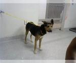 Small German Shepherd Dog Mix