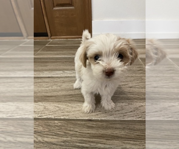 Medium Photo #6 Maltipoo Puppy For Sale in APPLE VALLEY, CA, USA