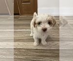 Small #5 Maltipoo