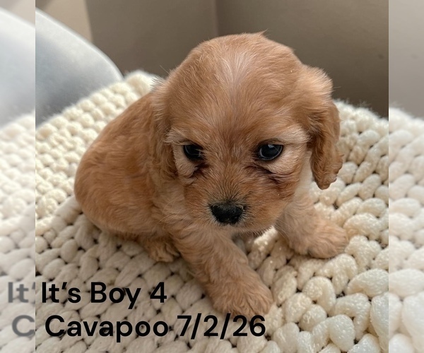 Medium Photo #8 Cavapoo (Miniature) Puppy For Sale in MONTPELIER, OH, USA