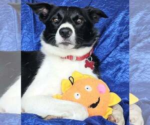 Border Collie-Unknown Mix Dogs for adoption in Cuba, NY, USA