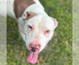 American Pit Bull Terrier Dogs for adoption in Texas City, TX, USA