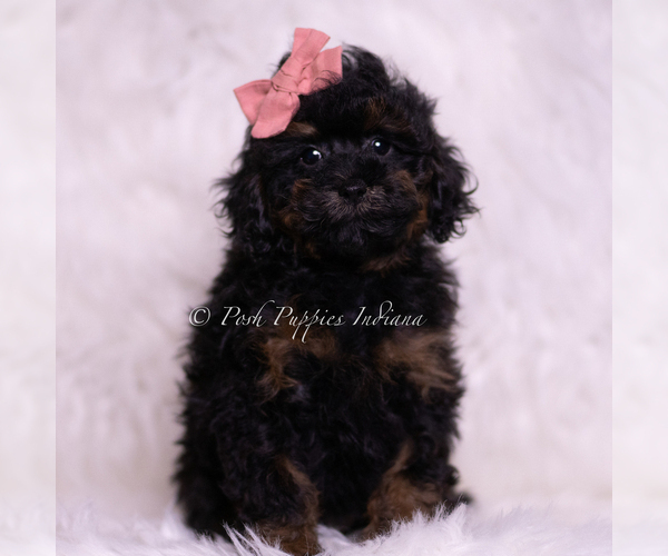 Medium Photo #33 Poodle (Toy) Puppy For Sale in WARSAW, IN, USA