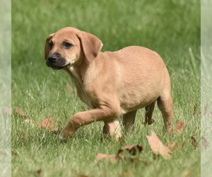 Lucian - Male Australian Shepherd-Beagle Mix Dog for Adoption - Photo #9