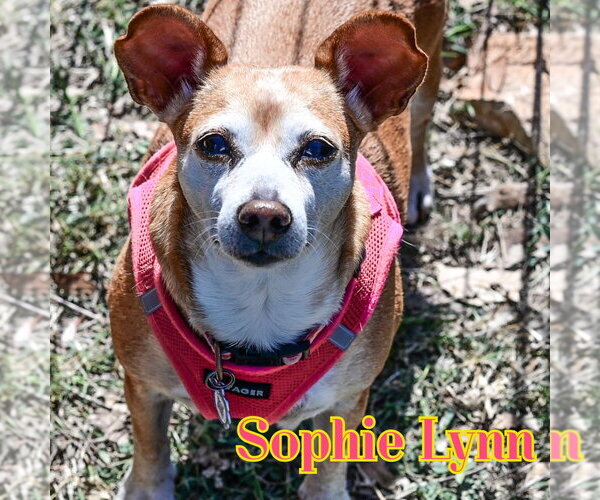 Medium Photo #16 Chiweenie Puppy For Sale in San Antonio, TX, USA