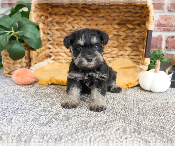 Medium Photo #7 Schnauzer (Miniature) Puppy For Sale in SYRACUSE, IN, USA