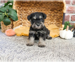 Small #6 Schnauzer (Miniature)
