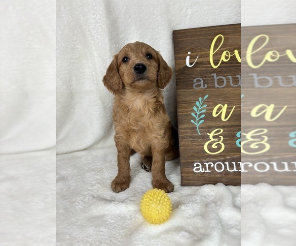Medium Photo #4 Goldendoodle (Miniature) Puppy For Sale in GREENFIELD, IN, USA