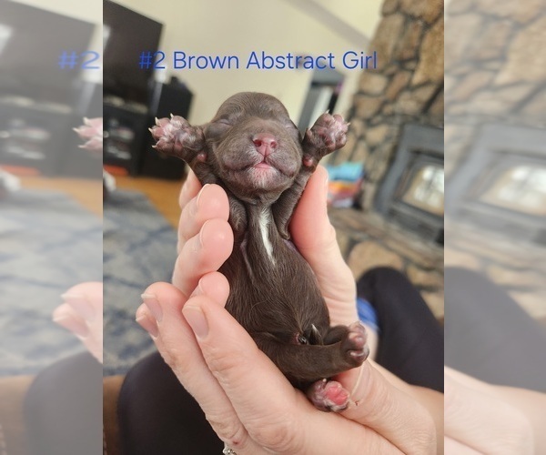 Medium Photo #7 Poodle (Toy) Puppy For Sale in MORRISON, CO, USA
