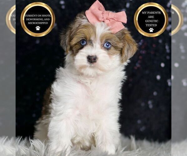 Medium Photo #52 Morkie Puppy For Sale in WARSAW, IN, USA