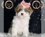 Small #1 Morkie