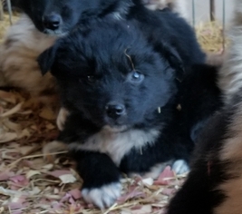 Australian Shepherd Puppy for sale in GARLAND, NC, USA